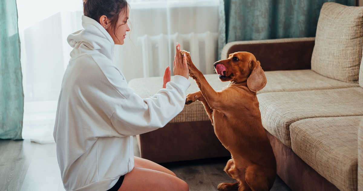 adiestramiento canino