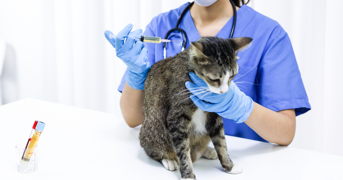 asistente y auxiliar técnico veterinario