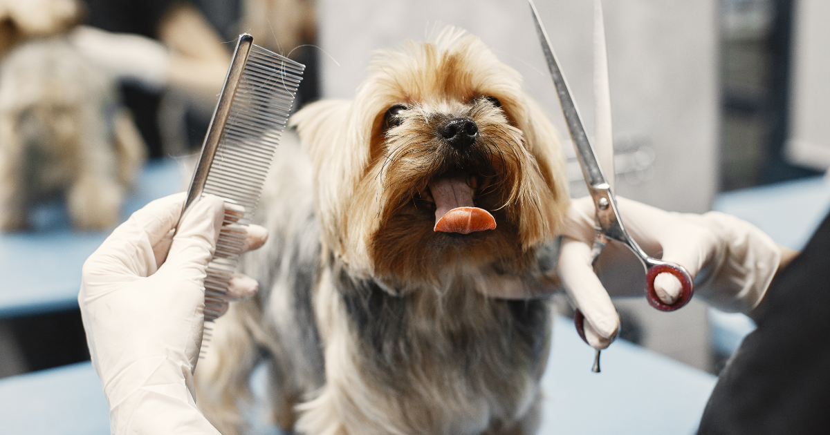 peluquería canina